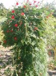 Cardinal Grimpeur, Vigne De Cyprès, Rose Indien