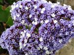 light blue Garden Flowers Carolina Sea Lavender, Limonium Photo