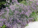 lilas les fleurs du jardin Lavande De Mer, Limonium platyphyllum Photo