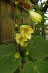 žltá Záhradné kvety Žltý Vosk Zvony, Kirengeshoma palmata fotografie