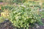 gelb Gartenblumen Gelbes Wachs Glocken, Kirengeshoma palmata Foto