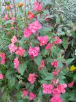 rosa Clarkia, Girlande Blume, Bergkranz Foto