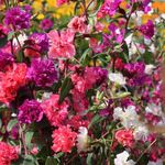 rouge Clarkia, Guirlande De Fleurs, Guirlande De Montagne Photo