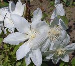 bianco I fiori da giardino Clematide, Clematis foto