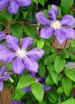 lilac Garden Flowers Clematis Photo