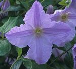 light blue Garden Flowers Clematis Photo