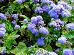 helesinine Hambaniiti Lill, Ageratum houstonianum Foto