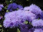 Ageratum