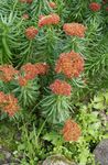 rojo Flores de jardín Rhodiola, Roseroot, Sedum, Roseroot De Leedy, Uva De Gato Foto