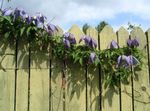 Atragene, Small-flowered Clematis 