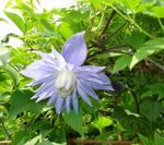 Photo Atragene, Small-flowered Clematis description