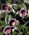 bordo Sodo Gėlės Katedros Varpai, Puodelis Ir Lėkštutė Augalų, Puodelis Ir Lėkštutė Vynmedis, Cobaea scandens Nuotrauka