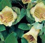 Photo Cathedral Bells, Cup and saucer plant, Cup and saucer vine description