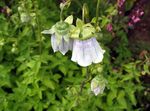 Photo Bonnet Bellflower description