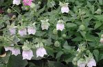 bianco I fiori da giardino Cofano Campanula, Codonopsis foto