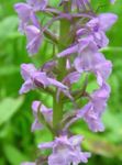 lilas les fleurs du jardin Orchidée Parfumé, Moustiques Gymnadenia Photo