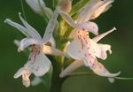 white Garden Flowers Fragrant Orchid, Mosquito Gymnadenia Photo