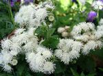 Ageratum