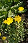 jaune les fleurs du jardin Marguerite Jaune, Chrysanthemum multicaule, Coleostephus myconis Photo