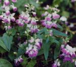 rose les fleurs du jardin Blue-Eyed Mary, Maisons Chinois, Collinsia Photo