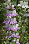 lila Flores de jardín Blue-Eyed Mary, Casas Chinas, Collinsia Foto