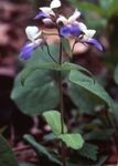 fotografie Blue-Eyed Mary, Čínské Domy popis