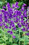 púrpura Flores de jardín Campanilla, Campanula Foto