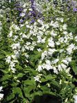 Campanula, Bellflower