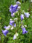 Photo Campanula, Bellflower Cur síos