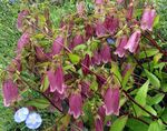 შინდისფერი ბაღის ყვავილები ზანზალაკები, მაჩიტა, Campanula სურათი