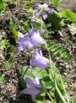 lilla I fiori da giardino Campanula foto