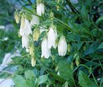 Campanula, Bellflower