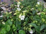 white Campanula, Italian Bellflower Photo