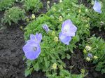 Campanula, Italian Bellflower