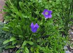 blue Campanula, Italian Bellflower Photo