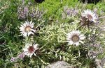 blanco Flores de jardín Carline Sin Tallo, Carlina Foto