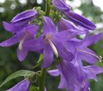 lila Trädgårdsblommor Adenophora, Dam Klockor Fil