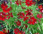 vineux les fleurs du jardin Tickseed Goldmane, Coreopsis drummondii Photo