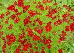 rot Gartenblumen Goldmane Tickseed, Coreopsis drummondii Foto