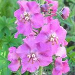 fotografie Mullein Ornamental, Verbascum descriere