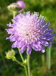 flieder Gartenblumen Knautia Foto