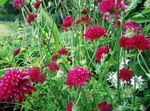 burgundy Garden Flowers Knautia Photo