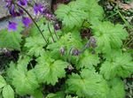 púrpura Flores de jardín Cortusa, Campanas Alpinos Foto