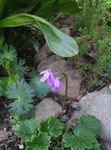 lila Flores de jardín Cortusa, Campanas Alpinos Foto