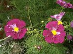 burgundy Garden Flowers Cosmos Photo