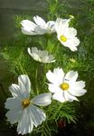 blanco Flores de jardín Cosmos Foto