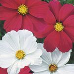 red Garden Flowers Cosmos Photo