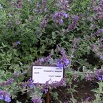 púrpura Flores de jardín Menta De Gato, Nepeta Foto