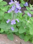 lila Flores de jardín Menta De Gato, Nepeta Foto