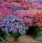 Cineraria Del Florista